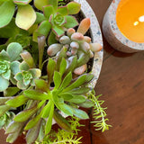 Chara Candle (46 oz) - Coffee Table Large Soy Candle: Grapefruit Ginger