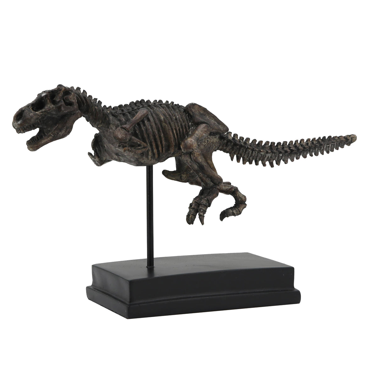 T-Rex Dinosaur Fossil On Base