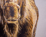 Golden Moose