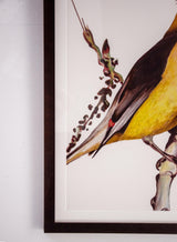 Cedar Waxwing