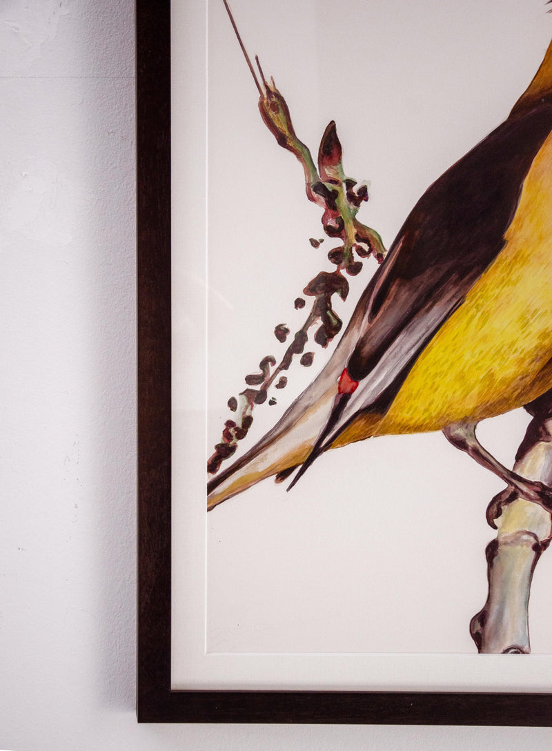 Cedar Waxwing