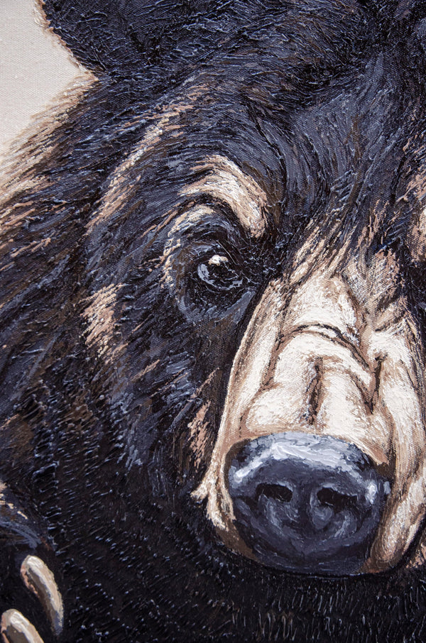 Black Bear