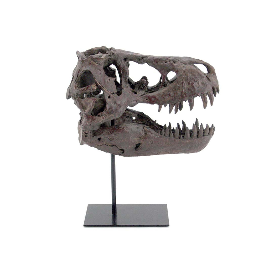 Faux T-Rex Dinosaur Skull, Medium