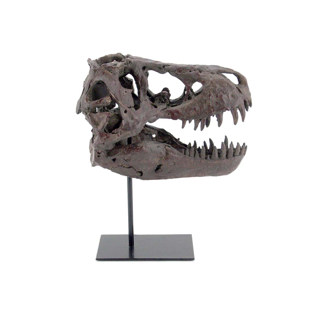 Faux T-Rex Tyrannosaurus Rex Dinosaur Medium Fossil Skull