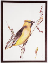 Cedar Waxwing